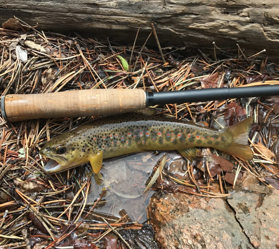 Tiny Ten Kit Fox Outfitters tiny-ten-kit-fox-outfitters