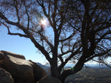 Potato Chip Rock Sticker