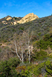 Topanga State Park