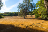 Topanga State Park