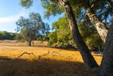 Topanga State Park